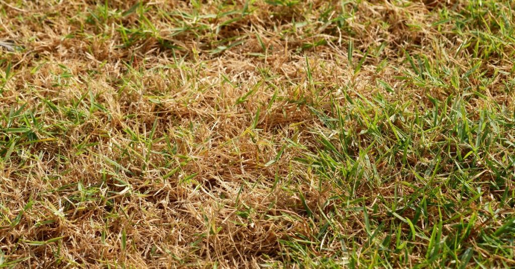 Fertilise Your Lawn