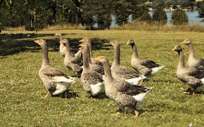 How to Run a Successful Groundskeeping Team